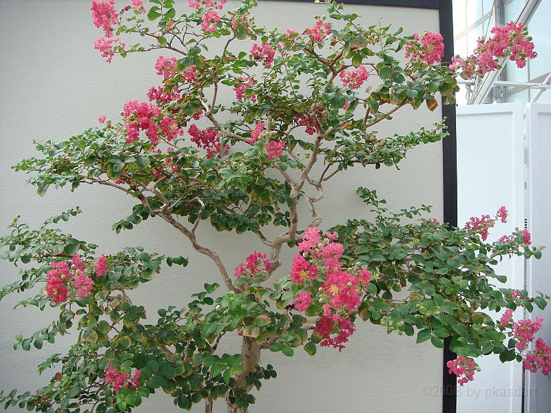 328 Longwood Gardens [2008 August 23].JPG - Longwood Gardens in Pennsylvania